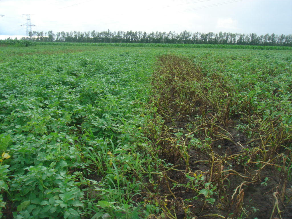 Potato Production Technical Training, July 8-11, 2019, Harbin, China ...